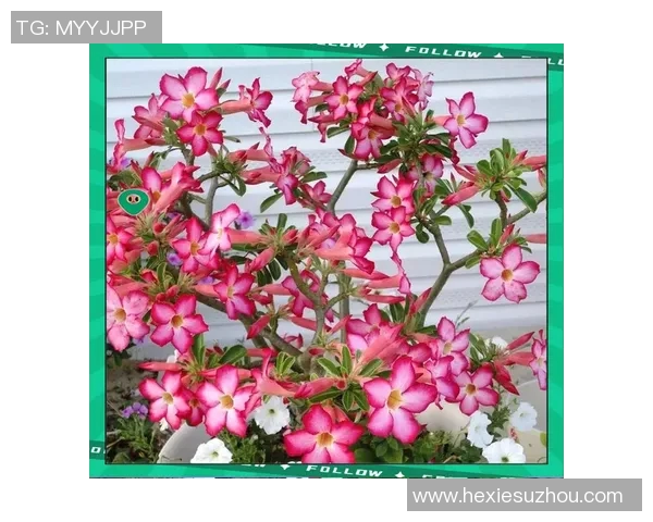 花卉种植技巧与养护指南,打造绿色家园的美丽花海 花卉种植技巧与养护指南,打造绿色家园的美丽花海